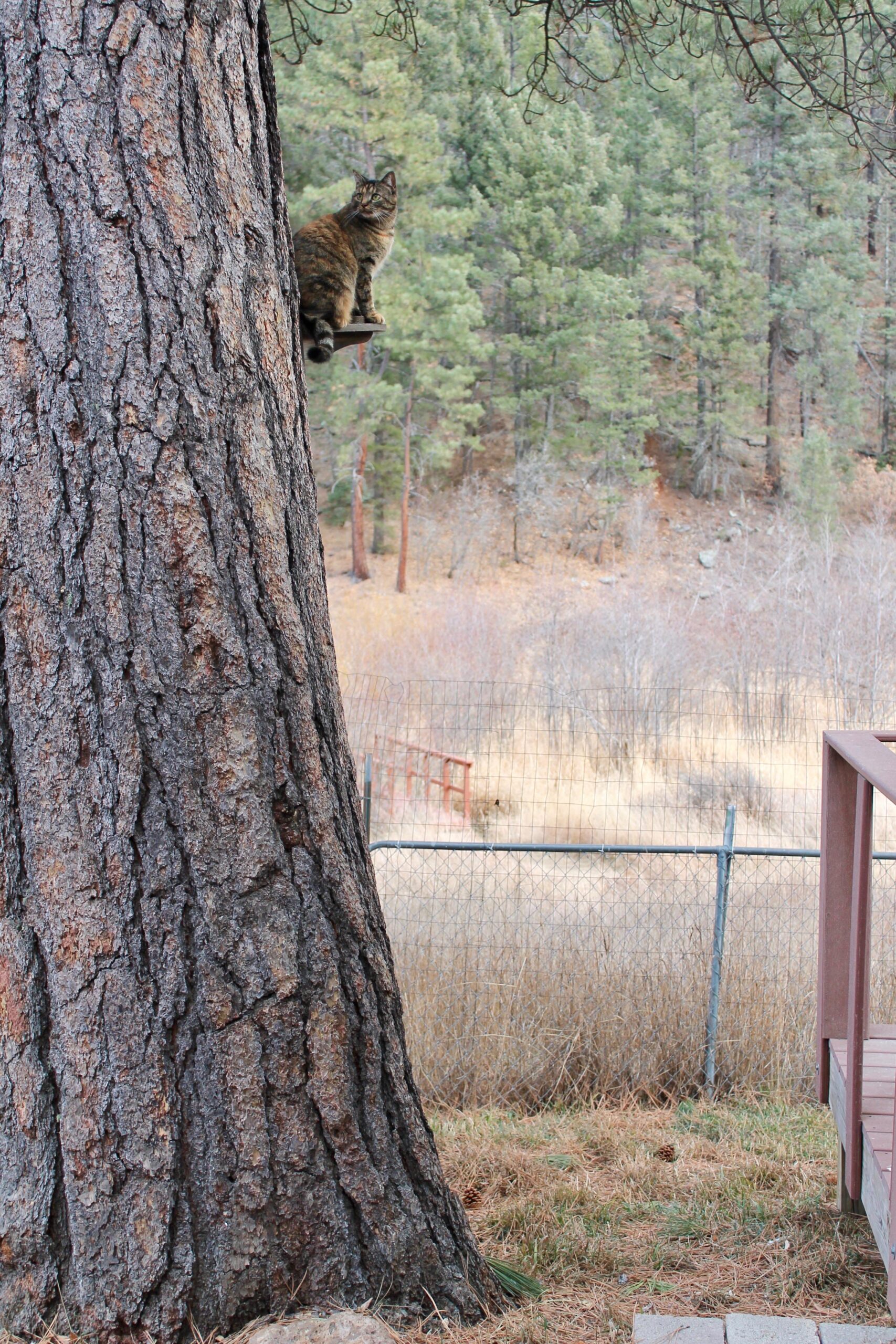 Gibbles on tree perch