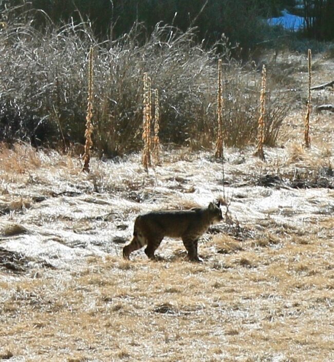 bobcat closeup