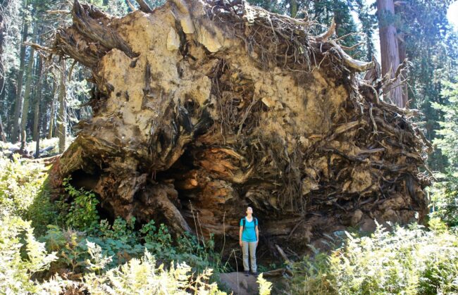 Sequoia_tree trunk