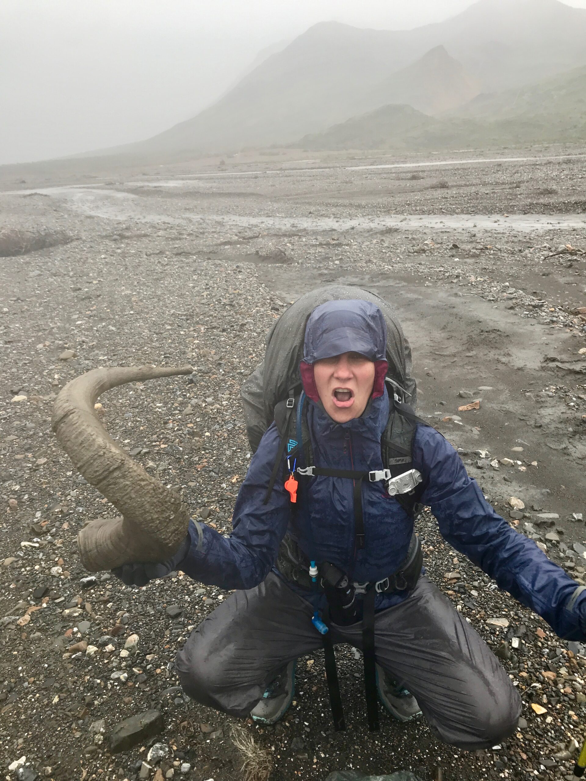 P Dall Sheep horn