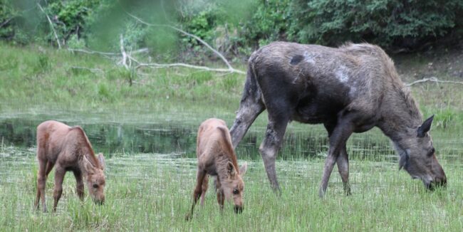 Mom-babies-grazing